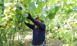 'Fındık Dalda, Aklın İşçide Kalmasın Projesi'ne 15 günde 944 başvuru