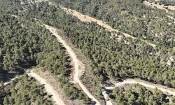 Orman köylülerine endüstriyel odundan 1 milyar TL'lik katkı