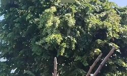 Ihlamur toplarken elektrik akımına kapıldı!