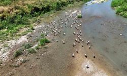 SOĞANLI ÇAYI'NI MESKEN TUTAN LEYLEKLER DRONLA GÖRÜNTÜLENDİ