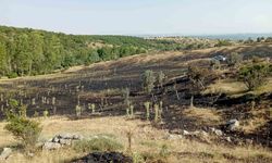Tokat'ta örtü yangını: 15 dönüm ekili arazi küle döndü