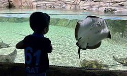 Tünel Akvaryum turistlerin gözdesi oldu