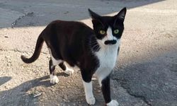"Pala bıyıklı kedi" görenlerin dikkatini çekiyor