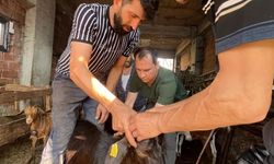 Düzce'de küçükbaş hayvanlara aşılama ve küpeleme