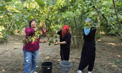 Kadınların imece usulü fındık mesaisi başladı