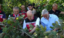 Fındık hasadı resmi olarak başladı