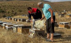 Aydıntepe'de 2026 yılı arılı kovan tespitleri başladı