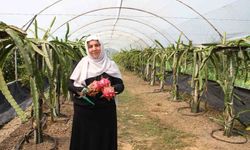 'Burada yetişmez' diyenlere inat üretime başladı, 1 tonun üzerinde ürün bekliyor