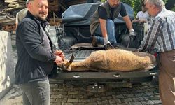 Halsiz düşen yaban keçisi köye sığındı