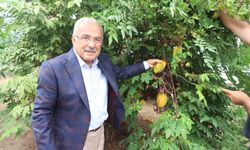 KARADENİZ İKLİMİNDE 20 FARKLI TROPİKAL MEYVE ÜRETİLDİ!