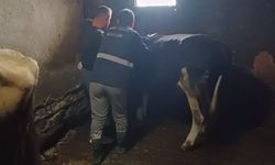 Yığılca'da büyükbaş hayvanlara şap ve bruselloz aşılaması yapıldı