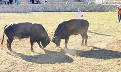 KAFKASÖR ARDANUÇ'A TAŞINDI!