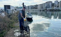 PAZAR LİMANINDAKİ PALAMUT KİRLİLİĞİ TEMİZLENDİ!