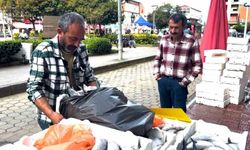 PALAMUTUN 3 TANESİ 100 TL!