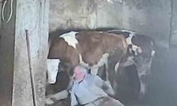Sevmek istediği ineğinin tekmesiyle yere düştü!