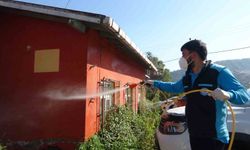TRABZON'DA KAHVERENGİ KOKARCAYLA MÜCADELEDE BÜYÜK BAŞARI!