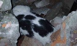 Zonguldak'ta enkazdan kurtarılan kedi tedavi altına alındı