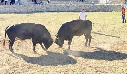 KAFKASÖR ARDANUÇ'A TAŞINDI!