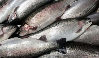 Doğu Karadeniz'in 11 aylık Türk somonu ihracatı 164 milyon doları aştı