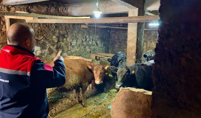Aydıntepe'de Kırsalda Bereket Projesi ile üretimler devam ediyor