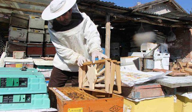 ARILAR SEÇİME GİTTİ!