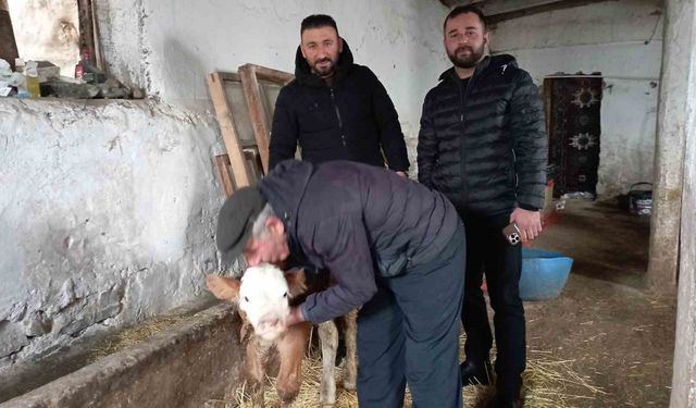 HASTA BUZAĞIYA BALKONDA BAKTI!