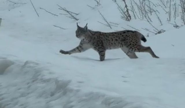 Nesli tükenme tehlikesi altında bulunan iri cüsseli vaşak Bayburt kırsalında görüldü