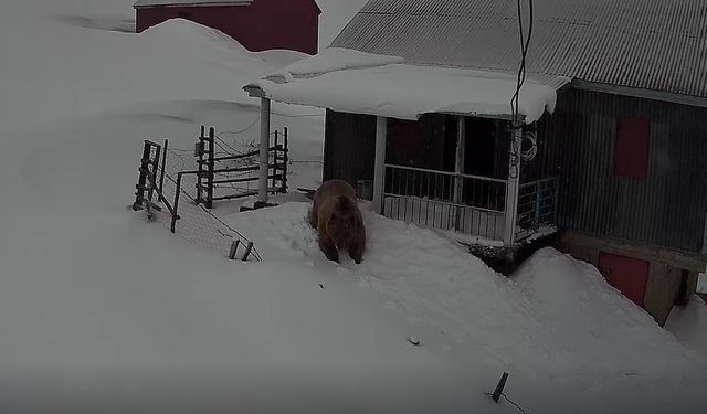 SİS DAĞI'NDA DAVETSİZ MİSAFİR