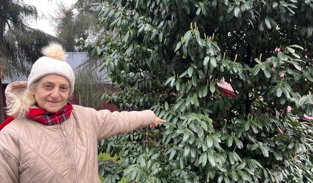 ŞAP HASTALIĞINA KARAYEMİŞ YAPRAĞI!