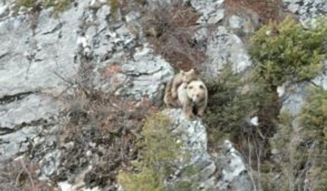 Anne boz ayı sırtındaki yavrusu ile dron kamerasına yakalandı
