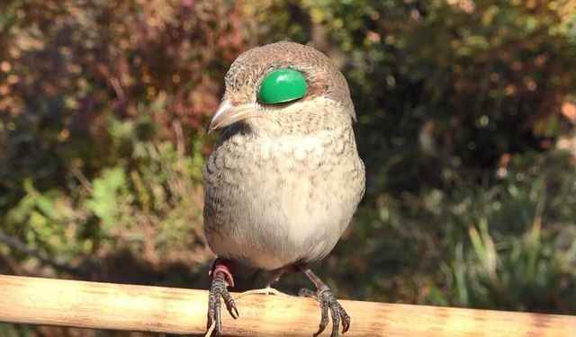 MECLİS’TEN ATMACACILIĞA YEŞİL IŞIK