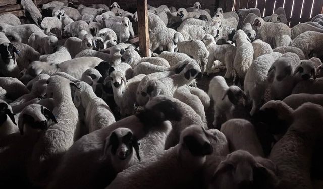 Bayburt'ta buzağı, malak, kuzu ve oğlak desteği ikinci dönem başvuruları yarın başlıyor