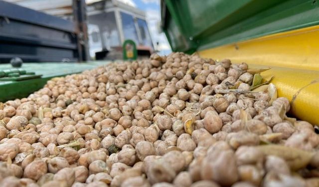 Hibeli nohut tohumu desteği