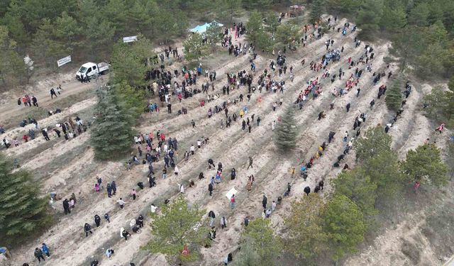 Çorum'da yüzlerce fidan toprakla buluştu
