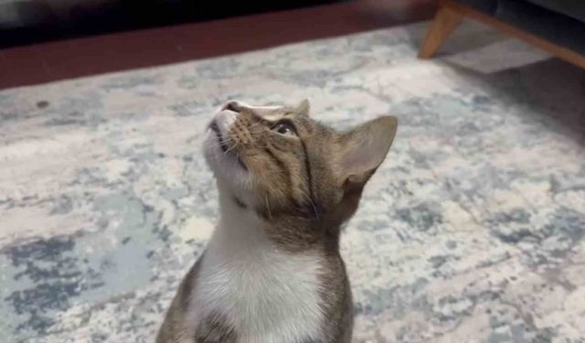 AMELİYATSIZ KURTULUŞ