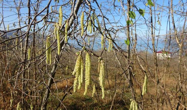 FINDIKTA YANLIŞ BİLGİ VERİM KAYBINA SEBEP