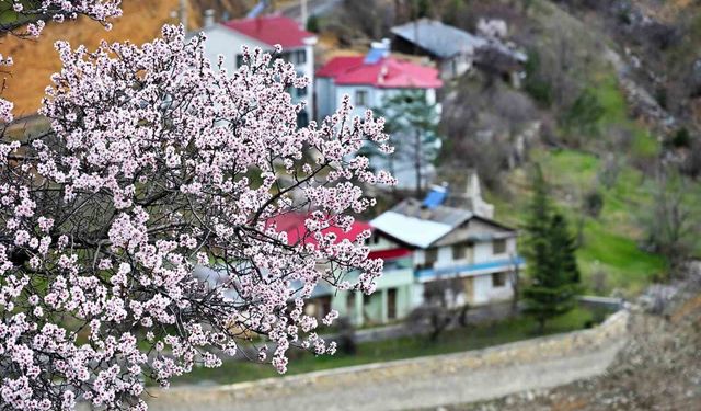 Gümüşhane'de baharın renkleri kışın beyazıyla kucaklaştı