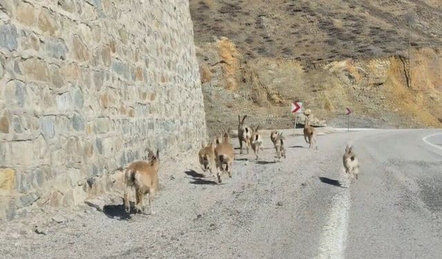 YABAN KEÇİSİ SÜRÜSÜ GÖRÜNTÜLENDİ