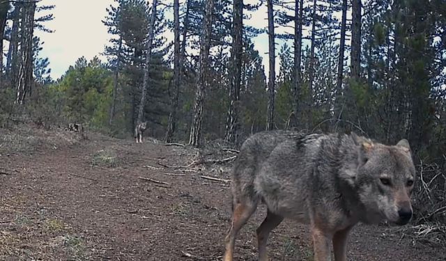 Yerleşim yerlerine inen yaban hayvanları kamerada