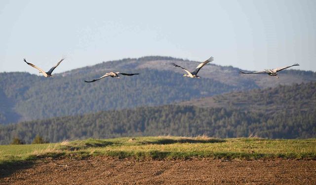 Turna ailesi göç yolunda!