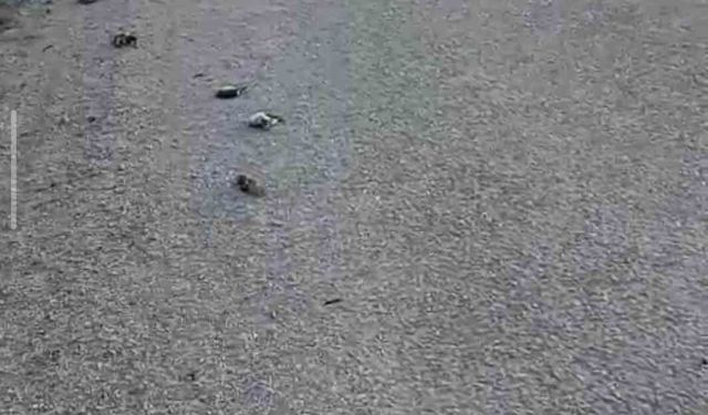 Kastamonu'da onlarca kuş yolda telef olmuş halde bulundu