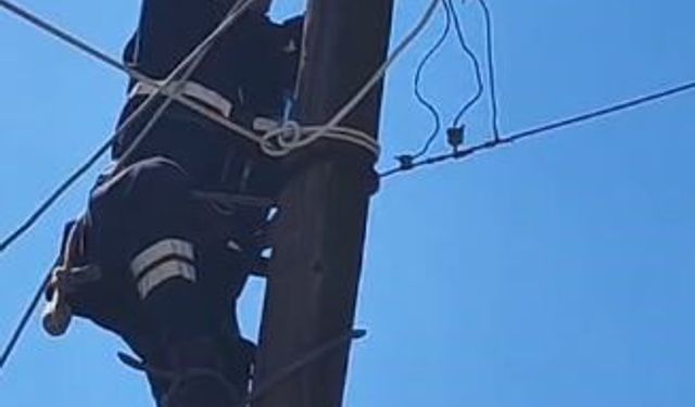 KÖPEKLERDEN KAÇTI, DİREKTE MAHSUR KALDI