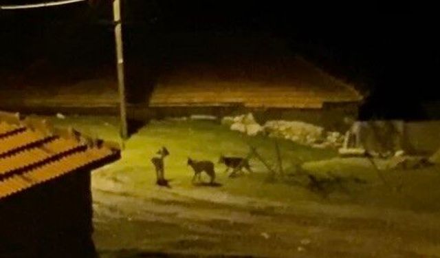 Kurt sürüsü köye indi!
