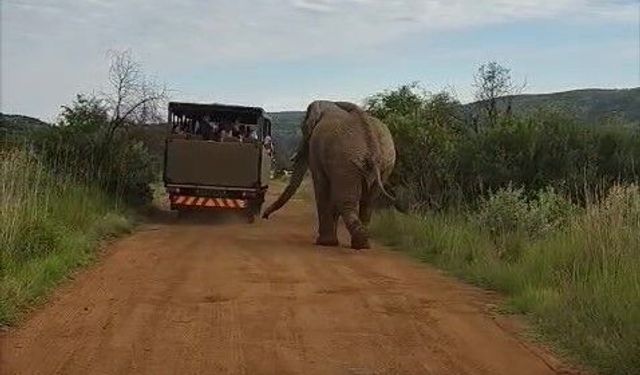 Safari turunda Türk turistleri fil kovaladı