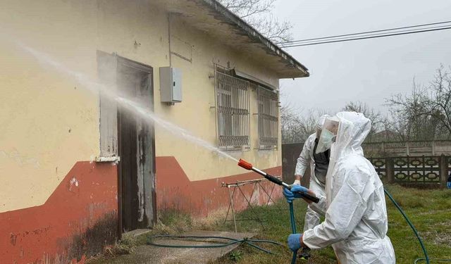 Samsun'da kokarca zararlısına karşı mücadele sürüyor