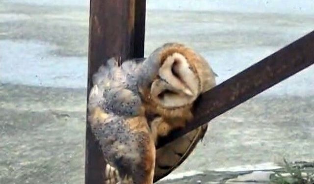 SOKAK ORTASINDA "BAYKUŞ" MESAİSİ!