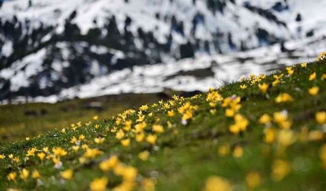 Süleymaniye'de renk cümbüşü: Sarı ve mor çiğdemler açtı