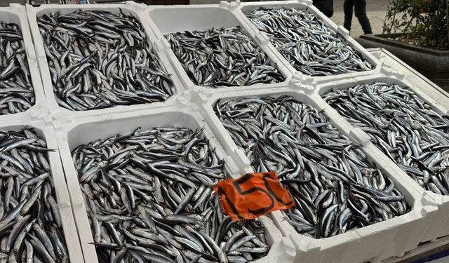 Tezgahlarda hamsinin son günleri