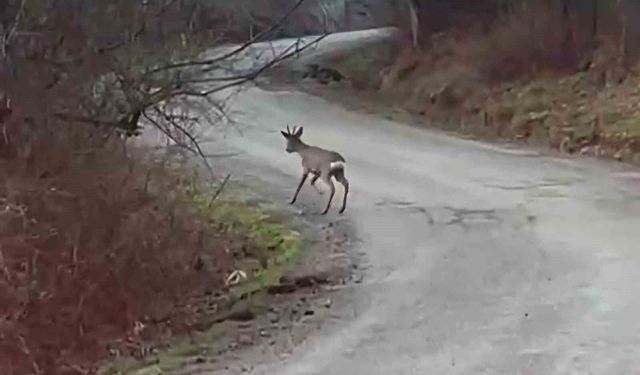 Yolunu şaşıran karaca yerleşim yerinde görüntülendi