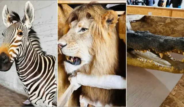 LİMAN’DA İNANILMAZ BULGU